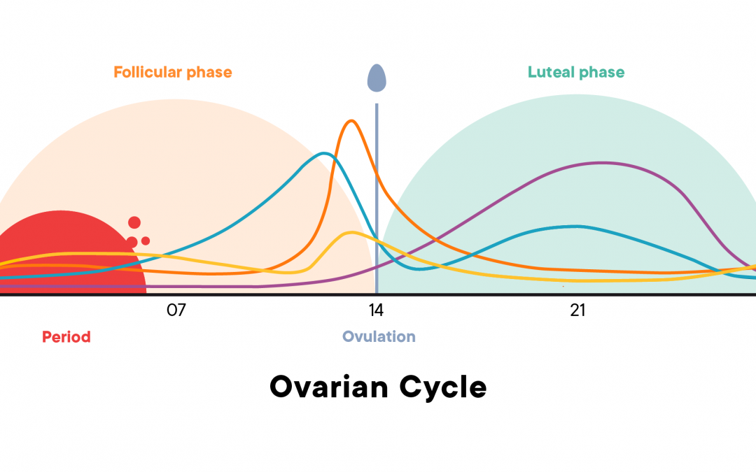 Luteal phase chart showing progesterone levels and uterine lining changes for fertility support – best fertility acupuncture Hamilton.